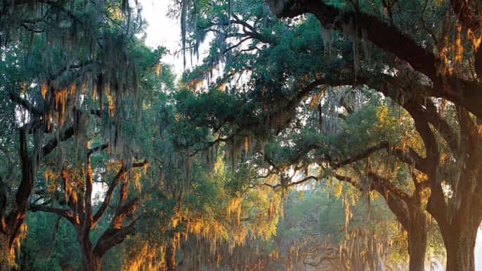 charleston comboio boone hall e passeio histórico pela cidade