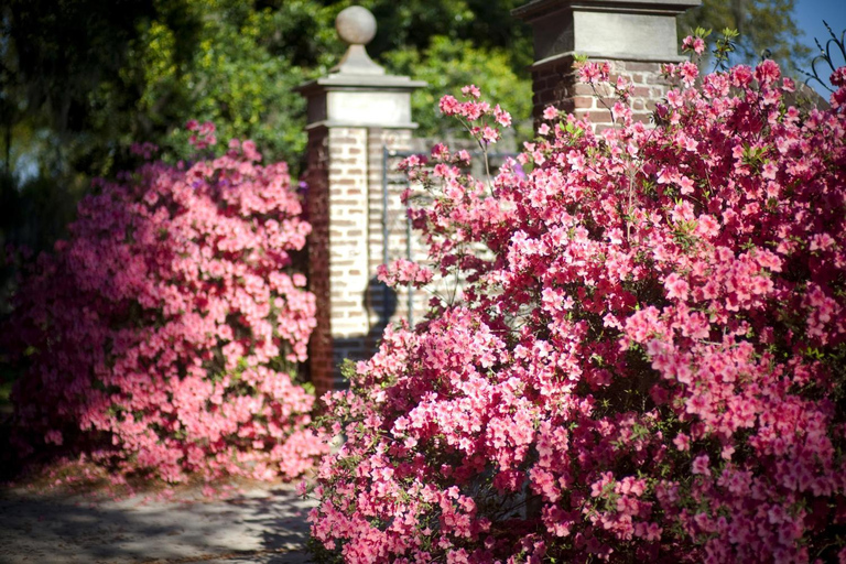 Charleston: Boone Hall & Historic City Tour Combo