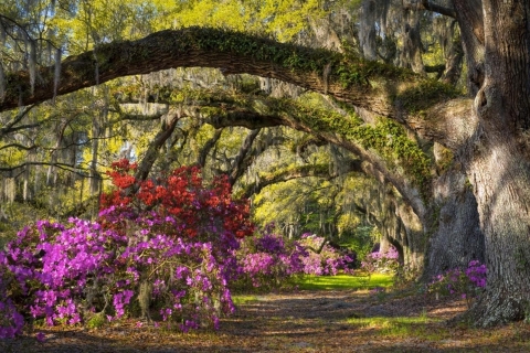 Charleston: Historische Stadtführung & Magnolia Plantation ComboCharleston: Magnolia Plantation & Historische Stadtrundfahrt
