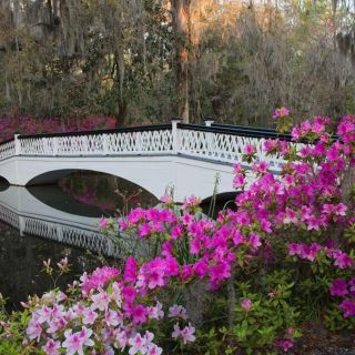 Charleston: Magnolia Plantation & Historic City Tour