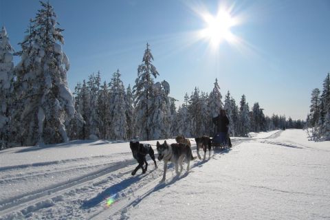 Rovaniemi : aventure avec les huskies d'Apukka