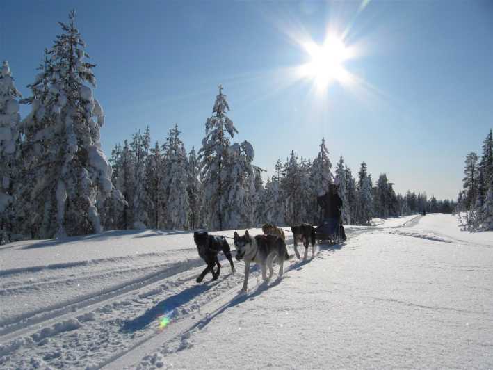 Rovaniemi: Aventura com os Huskies de Apukka