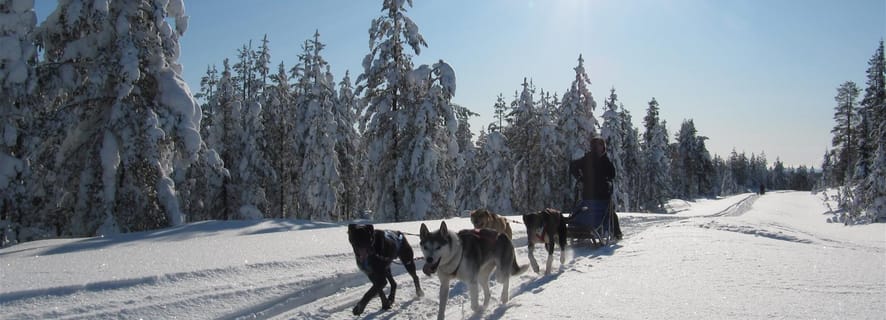 Rovaniemi Die BESTEN Sehenswürdigkeiten und Aktivitäten 2022