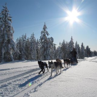 Ab Rovaniemi: Apukka Husky-Abenteuer