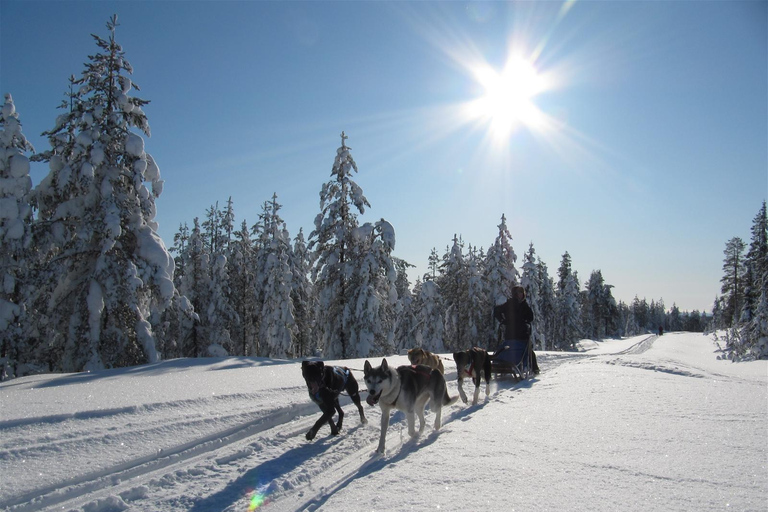 Rovaniemi: Aventura com os Huskies de Apukka