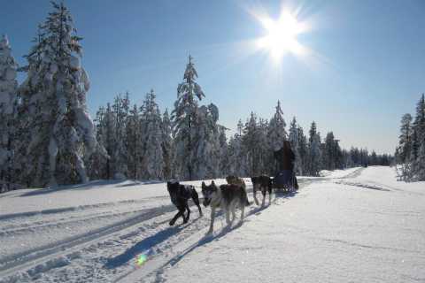 Rovaniemi: avontuur met husky's in Apukka