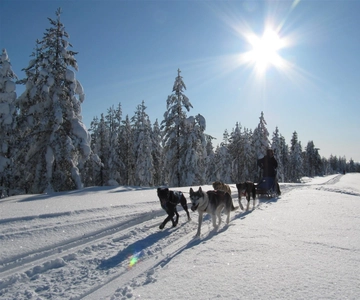 Rovaniemi: Apukka Husky Adventure