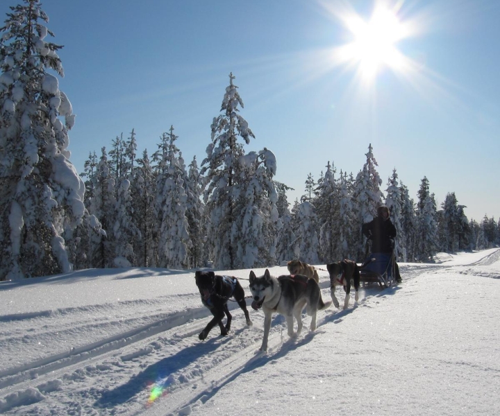 Rovaniemi: Apukka-huskyseikkailu