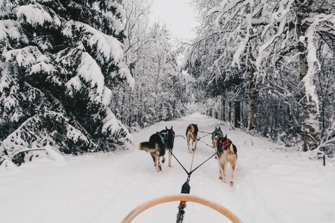 Rovaniemi: avontuur met husky&#039;s in Apukka