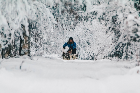 Rovaniemi: przygoda z psami husky w miejscowości Apukka