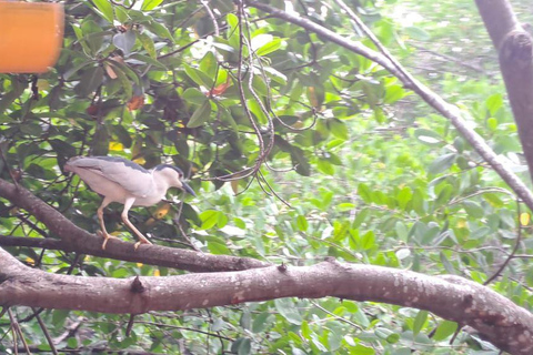 Cartagena: Vogelbeobachtung in den Mangroven auf einem typischen Boot