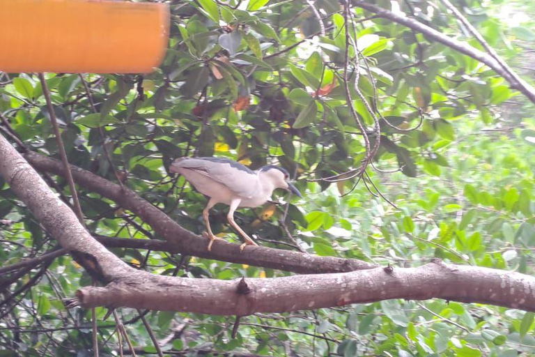 Cartagena: Vogelbeobachtung in den Mangroven auf einem typischen Boot