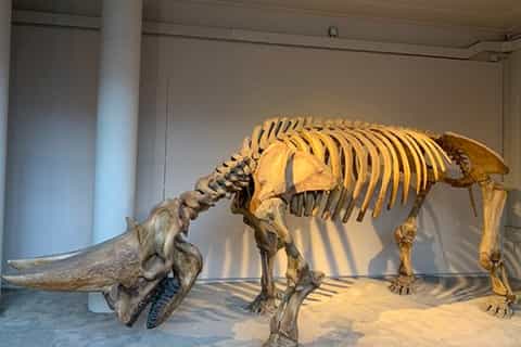 london familyfriendly natural history museum tour