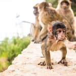 Da Siviglia: tour di 1 giorno a Gibilterra