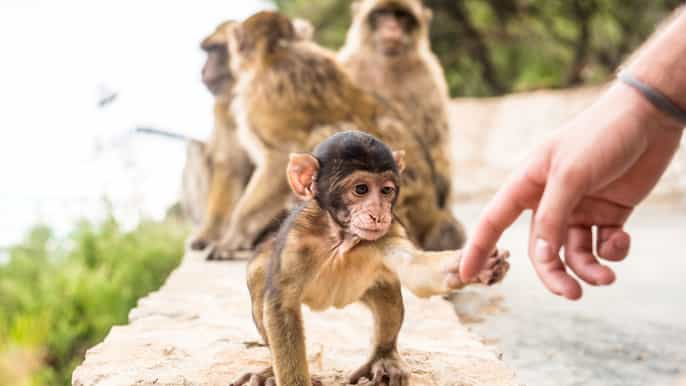 From Seville: Day Trip to Gibraltar