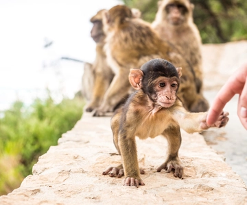 From Seville: Day Trip to Gibraltar