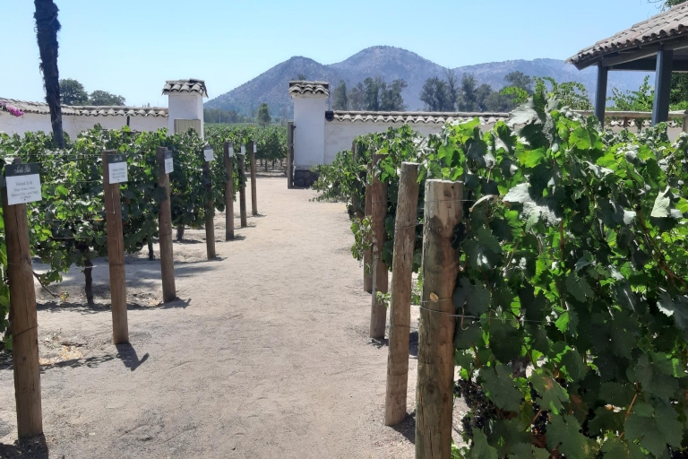 Vallée de Maipo: visite privée d'une journée complète du vin