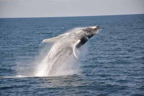 Boston: Whale Watching Catamaran Cruise