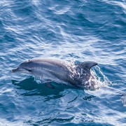Moreton Island: Dolphin and Snorkel Cruise Adventure