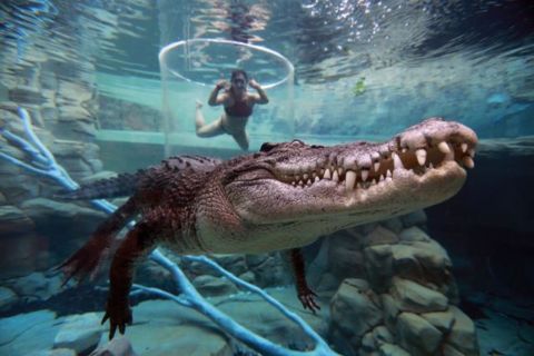 "Cage Of Death" Nage Crocodile et entrée à Crocosaurus Cove