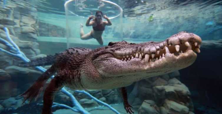 Cage Of Death Crocodile Swim and Entry to Crocosaurus Cove Darwin