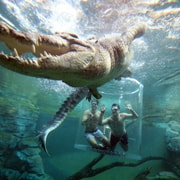 "Cage of Death" Crocodile Swim and Entry to Crocosaurus Cove "Cage of Death" Crocodile Swim and Entry to Crocosaurus Cove