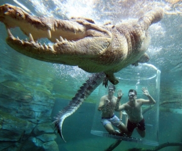 "Cage Of Death" Crocodile Swim and Entry to Crocosaurus Cove