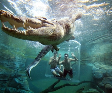 Nuoto con il coccodrillo "Gabbia della morte" e ingresso alla Crocosaurus Cove