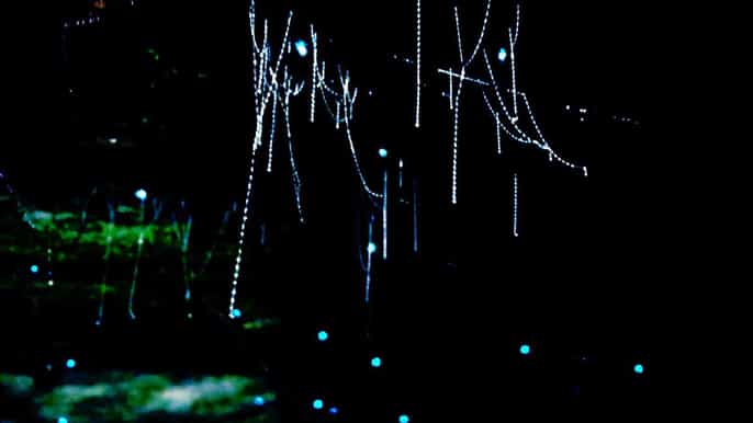 sydney blue mountains glow worm adventure by night