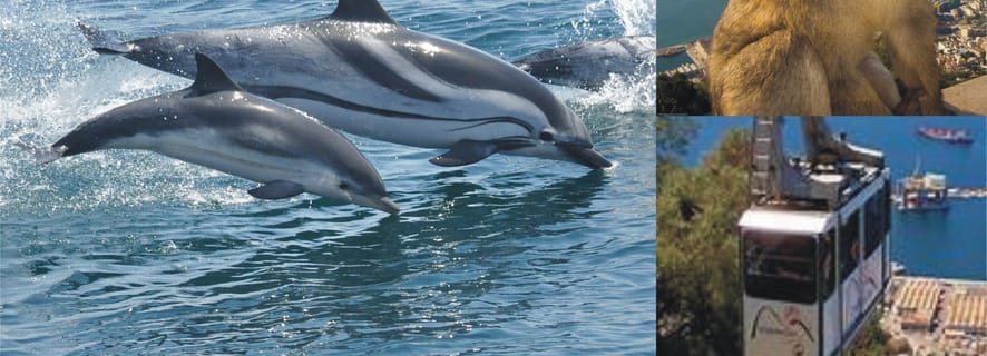 Gibraltar: Dolphin Watch Cruise & Cable Car Fast Track Combo