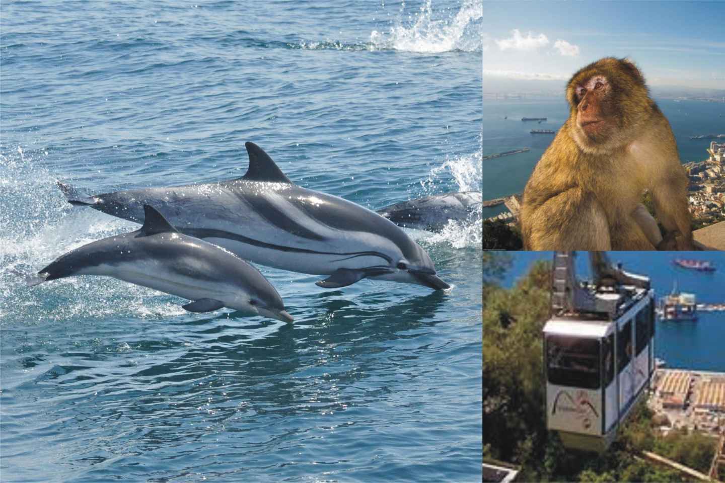 Gibraltar: Seilbahn und Delfinbeobachten