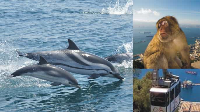 gibraltar cable car dolphin watch