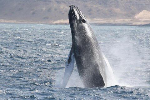 Ilha da Boa Vista: experiência de observação de baleias de 3 horas