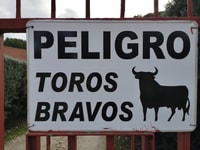 Madrid, Tour de la granja de cría de toros de medio día - Housity