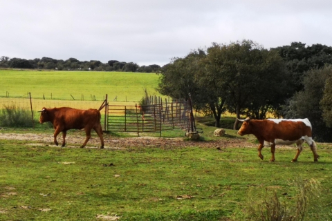Madrid: visite d'une ferme d'élevage de taureaux d'une demi-journée