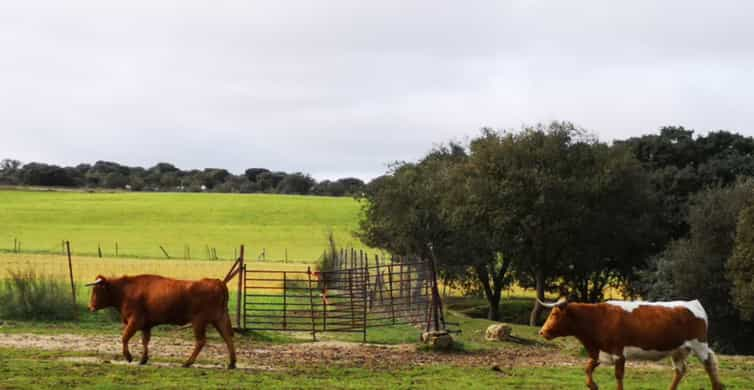 Madrid Visite D Une Demi Journ E La Ferme D Levage De Taureaux