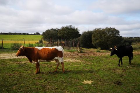 Madrid: Half-Day Bull Breeding Farm Tour
