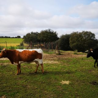 Madrid: Half-Day Bull Breeding Farm Tour