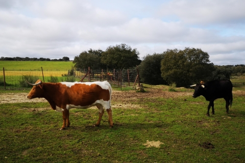 Madryt: półdniowa wycieczka po farmie hodowlanej byków