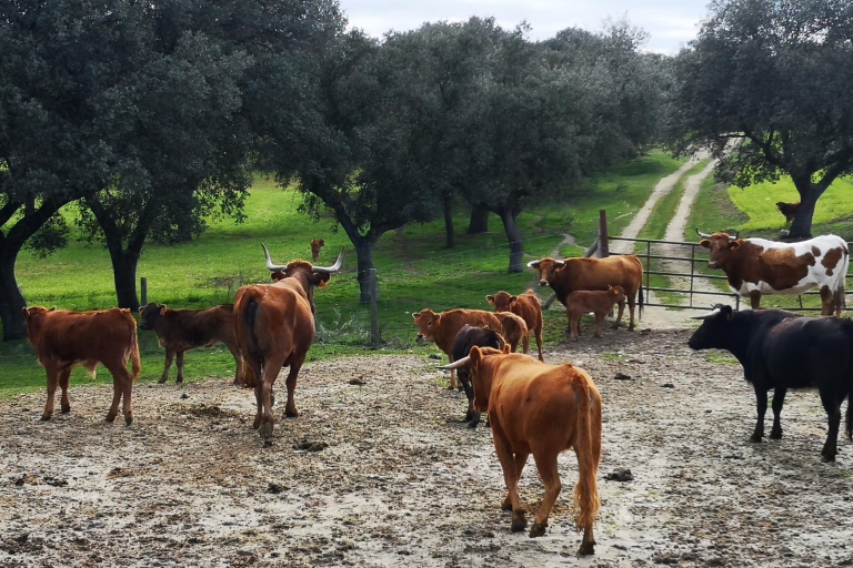 Madrid: tour de medio día a la granja de cría de toros