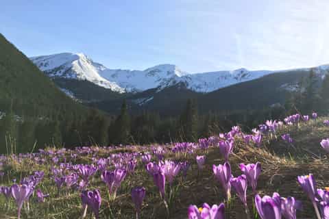 From Krakow: Zakopane 1-way Shuttle Bus or Private Transfer