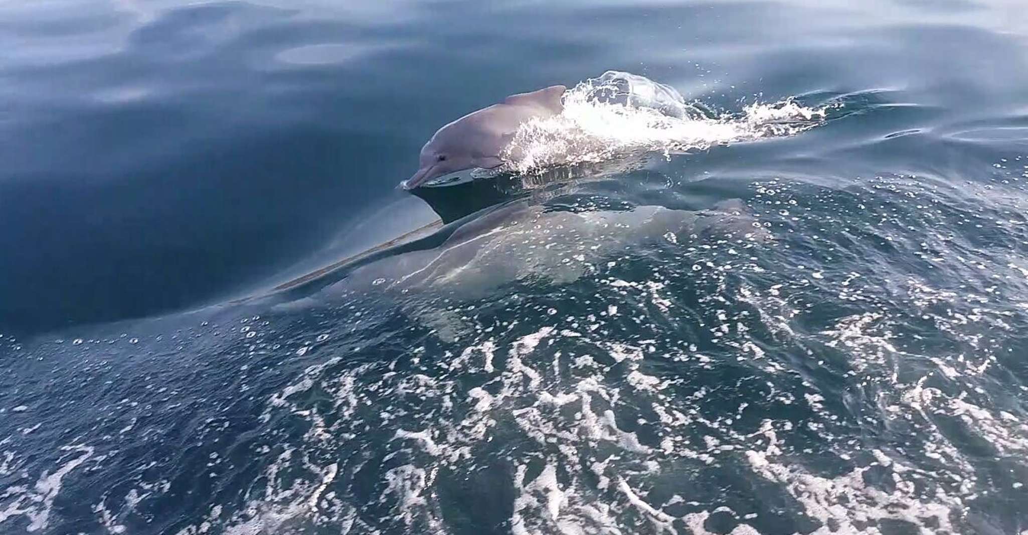 Des Émirats arabes unis, Musandam Khasab Dolphin Voyage d'observation avec le déjeuner - Hizvo