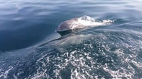 Des Émirats arabes unis, Musandam Khasab Dolphin Voyage d'observation avec le déjeuner - Hizvo