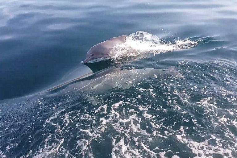 Desde Emiratos Árabes Unidos: viaje de observación de delfines en Musandam Khasab con almuerzoRecogida en Ras Al Khaimah