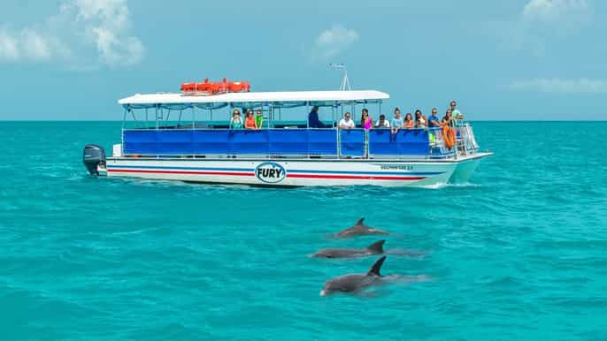 key west dolphin watch and snorkel eco tour