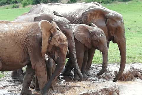 Port Elizabeth: 2-Day Addo Safari Tour & Night Drive