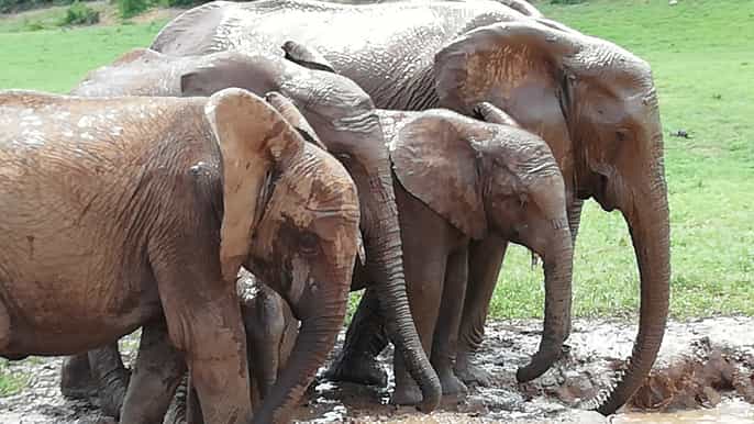 port elizabeth addo safari tour de 2 días y paseo nocturno