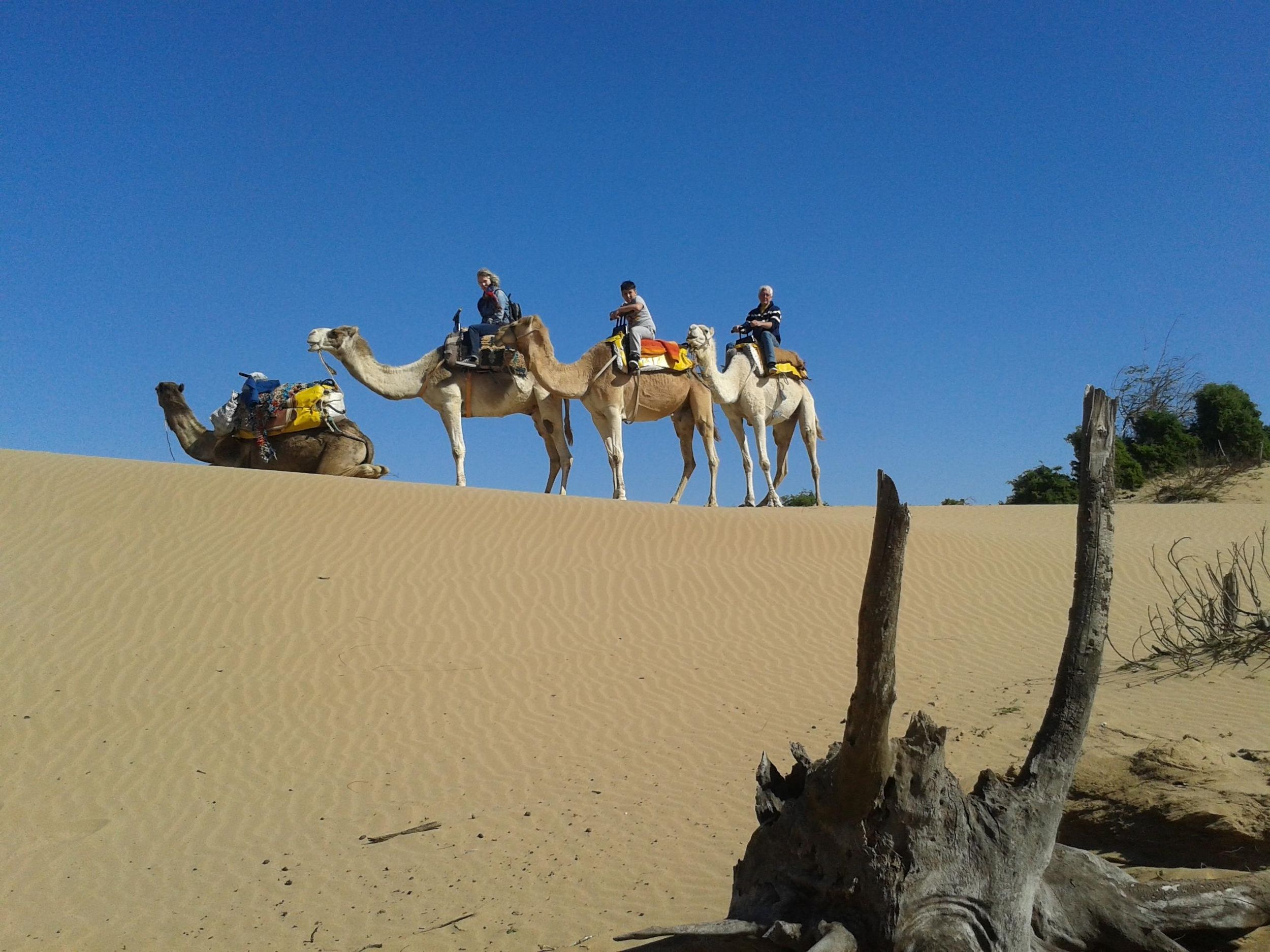 Essaouira: 3-stündiger Dromedar-Ritt und Übernachtung im Berberzelt