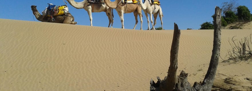 Essaouira : 3 heures de randonnée à dos de dromadaire et nuit sous tente berbère