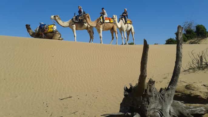 from essaouira dromedary ride and berber tent overnight
